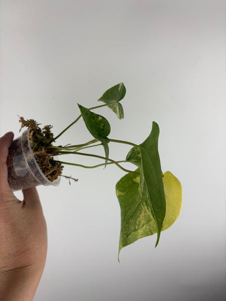 Anthurium delta force x clari variegated