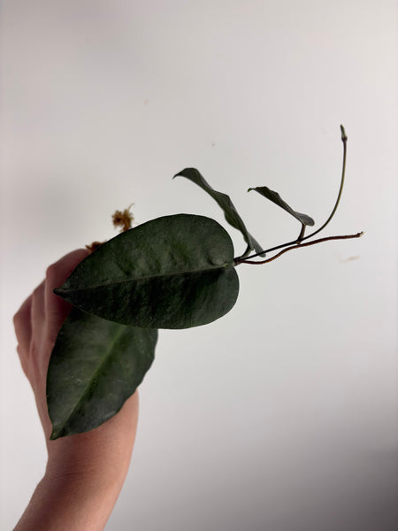 hoya Megalaster A