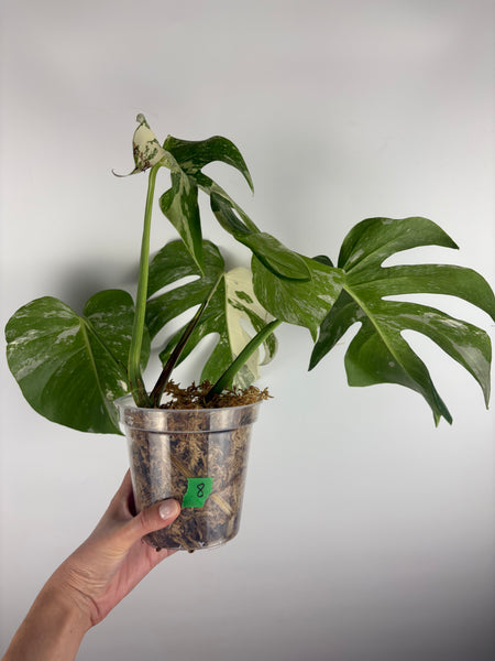 Monstera albo 8