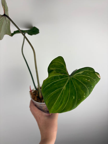 Philodendron gloriosum tricolor A (Thailand)