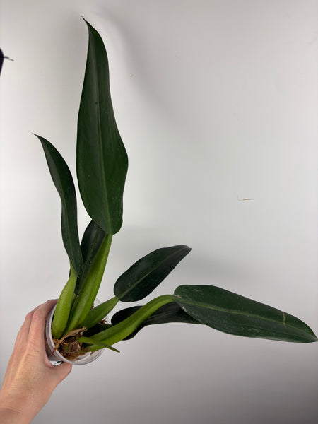 philodendron martianum B