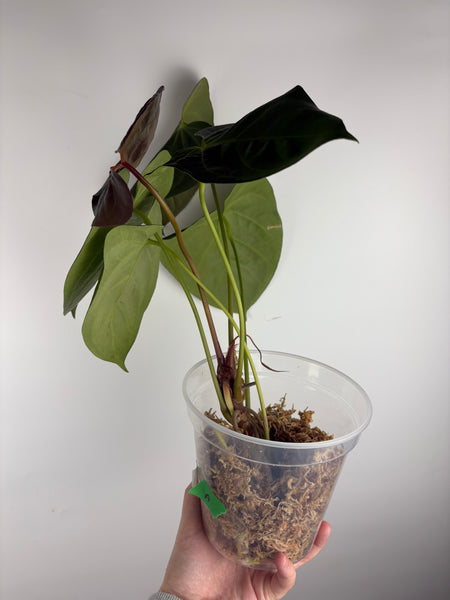 Anthurium black sweet x dorayaki A