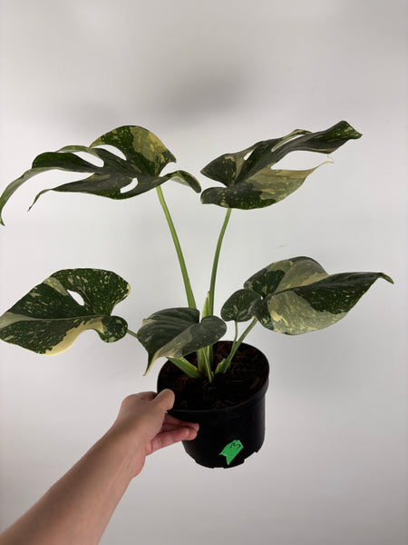 Monstera Thai constellation 6 inch - high var - 3