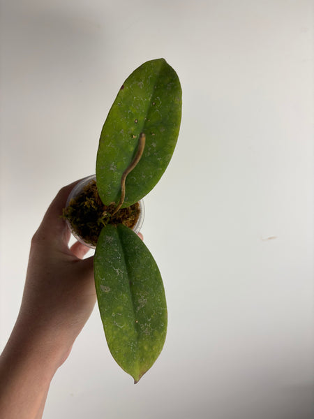 Hoya Mitrata purple A