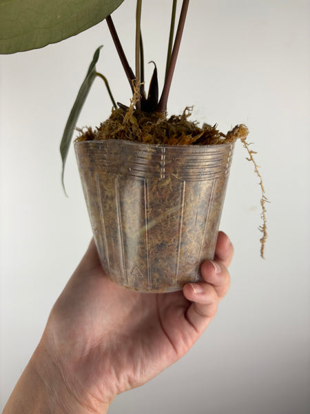 Anthurium magnificum x red dark phoenix