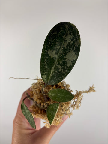 Hoya elliptica egg splash (Indonesia) 1