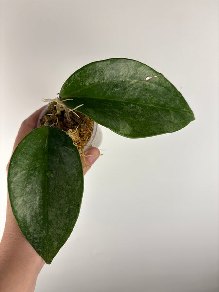Hoya Latifolia 'rimba perak'