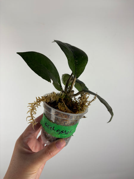 Hoya sp aceh air suri 1