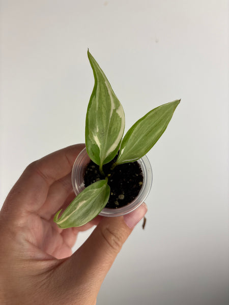 Philodendron rio