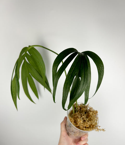 monstera subpinnata