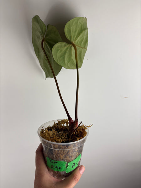 Anthurium Bvit x rvdp A3