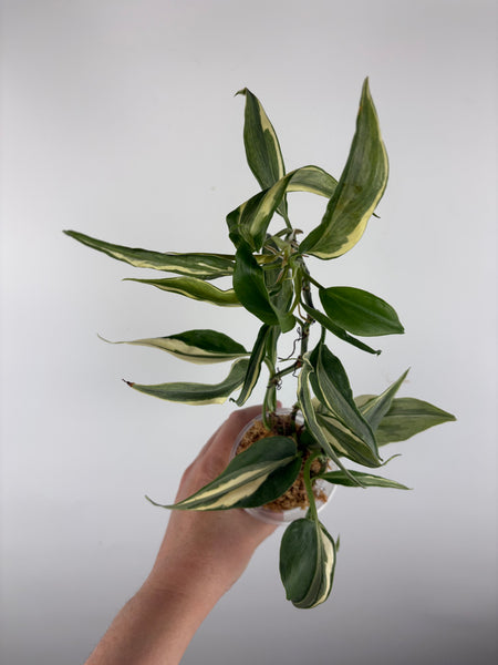 Philodendron rio