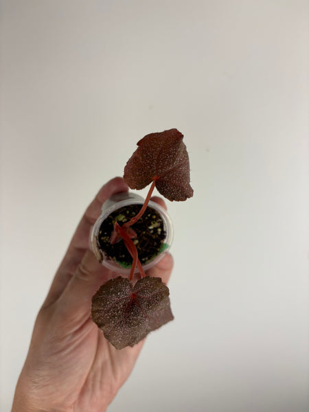 Begonia Robin E