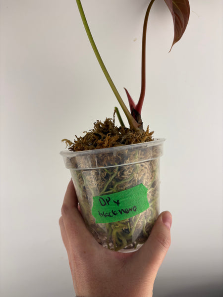 Anthurium dark phoenix x Nero
