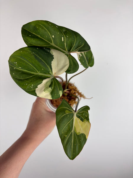 Philodendron gloriosum variegated small plant D