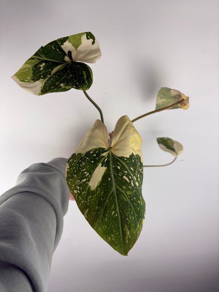Philodendron gloriosum variegated