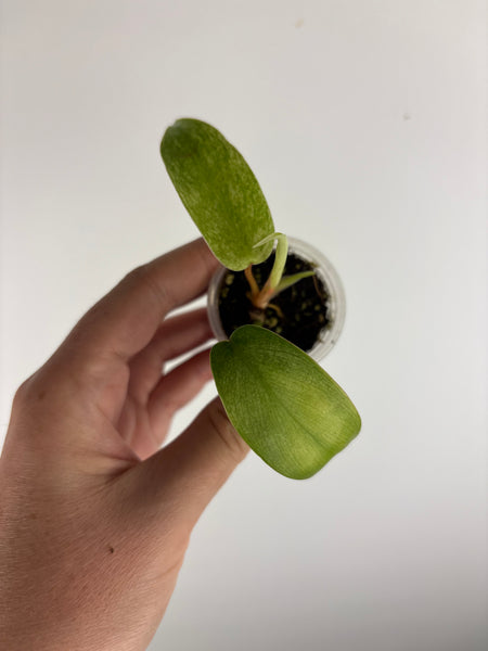 Philodendron Florida ghost