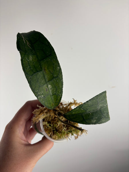 hoya clemensiorum waterfall C