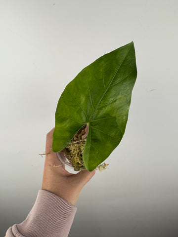 Alocasia flemingiana variegated 1