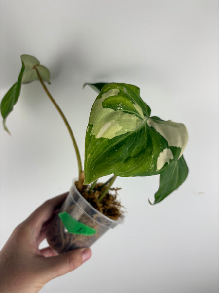 Philodendron gloriosum variegated small plant B