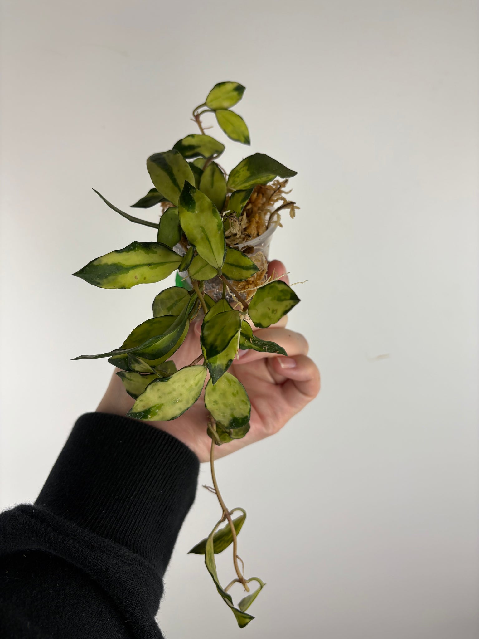 hoya lacunosa minara A