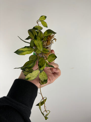 hoya lacunosa minara A
