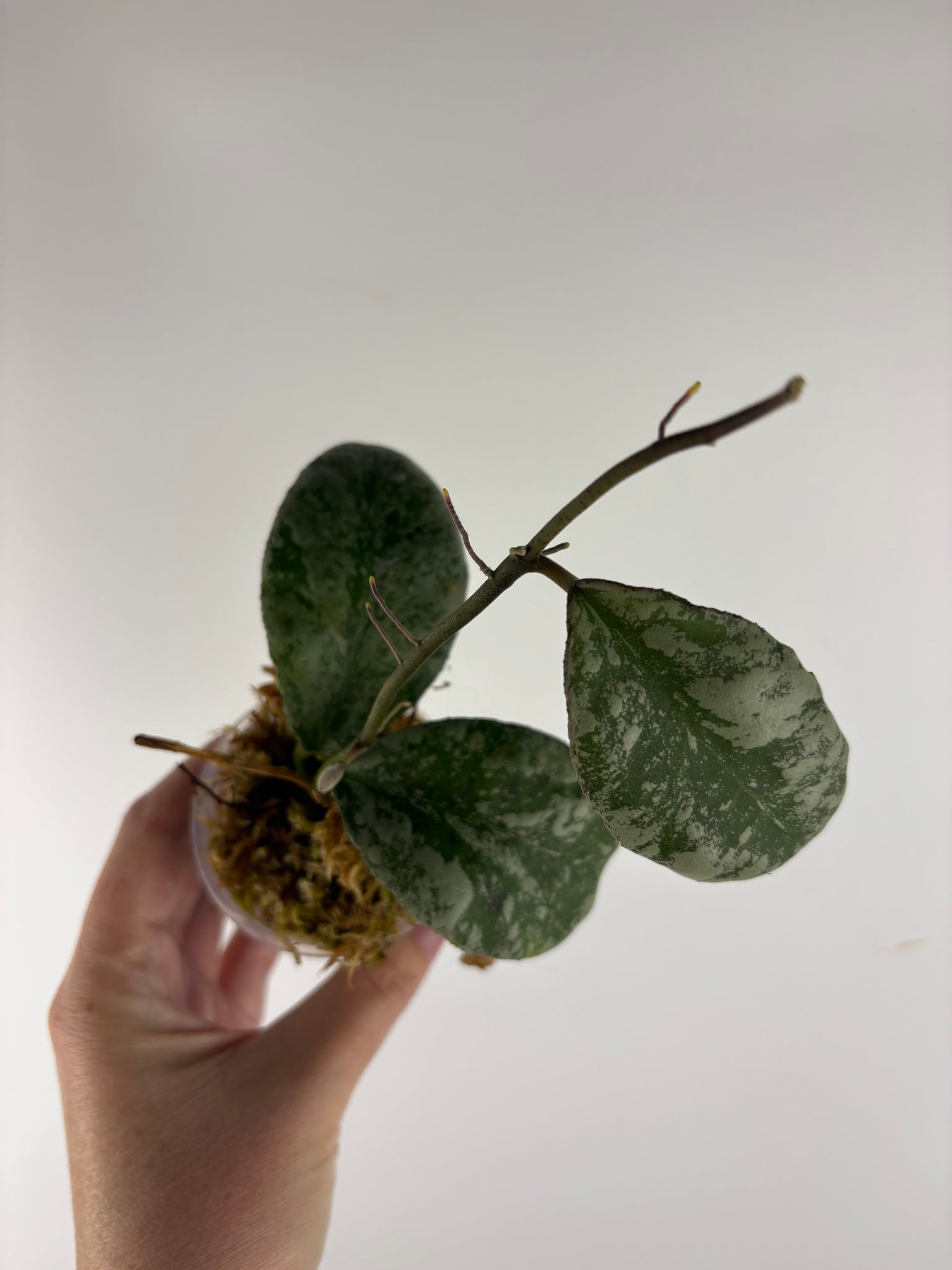 hoya waymaniae cloudy sky