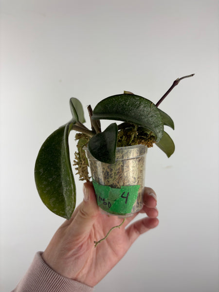 Hoya nova ghost 4