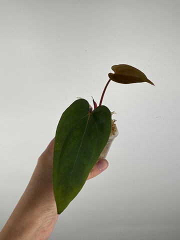 Anthurium blue papi seed 9
