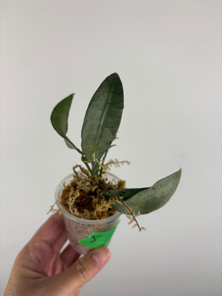 hoya lacunosa silver silvana 5