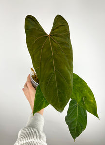 Anthurium blue papillilaminum x Fort Sherman