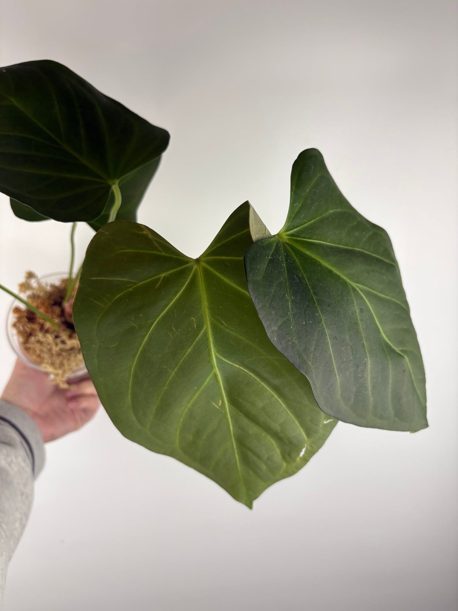 Anthurium black sweet x dorayaki B