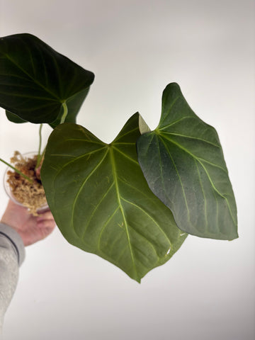 Anthurium black sweet x dorayaki B