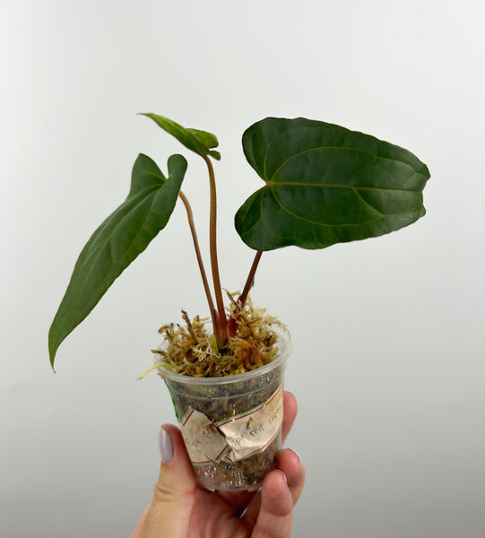 Anthurium stingray x papi red stem D2