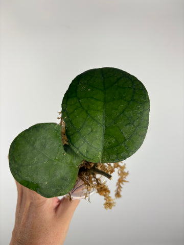 Hoya tanggamus round leaf 5