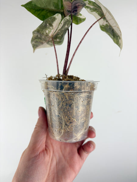 Alocasia pseudo sanderiana pink variegated B