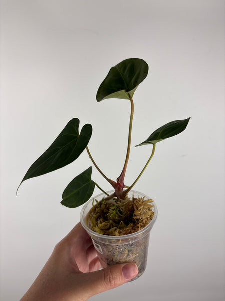 Anthurium hoffmanii x AOS 7