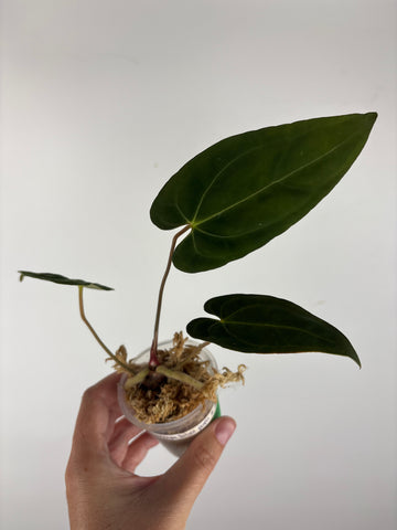 Anthurium blue papi x aos 4