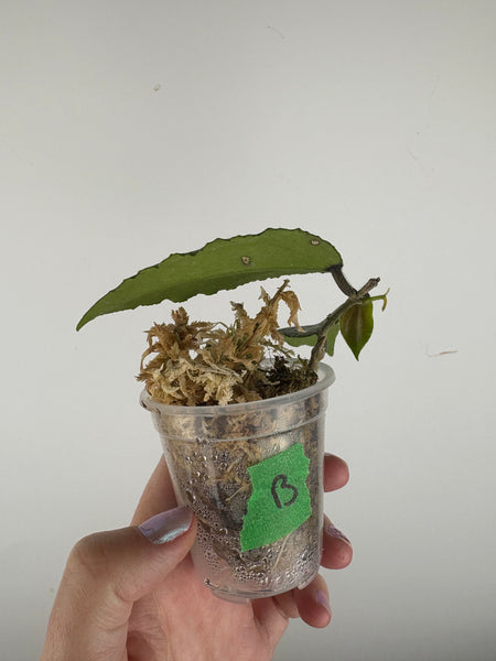 hoya caudata silver B