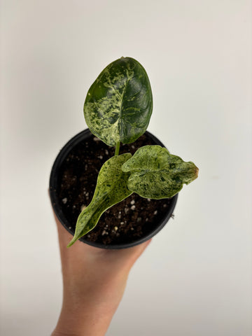 Alocasia dragon scale mint 4 inch H