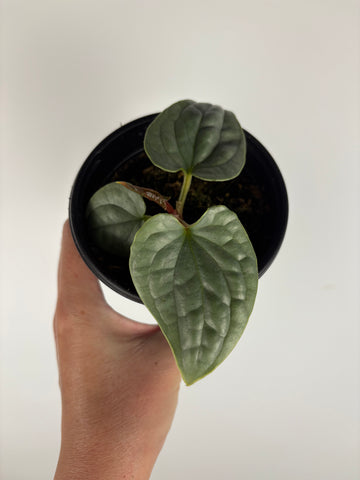 Anthurium Luxurians silver 4 inch