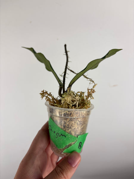 Hoya sp aceh shogun B2