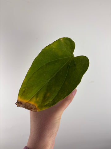 Anthurium King of Spades x luxurians 3 as is