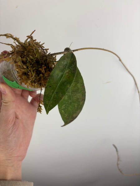 hoya aff lambii red mutation splash J