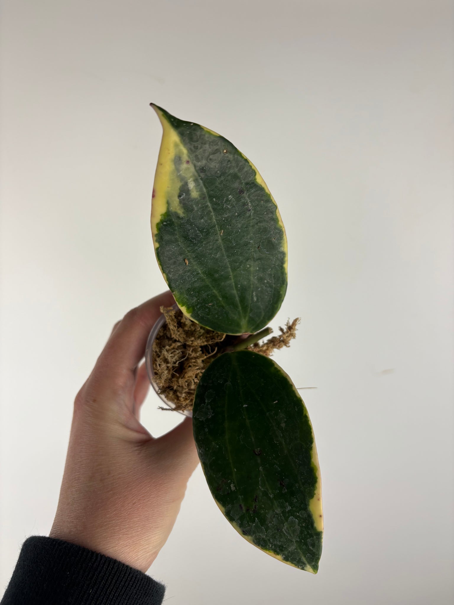hoya latifolia albomarginata sp Borneo A