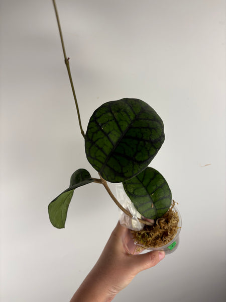 hoya callistophylla obsidian C