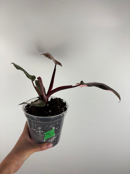 Philodendron pink princess marble galaxy 7