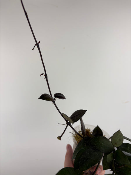 hoya lacunosa black coin B