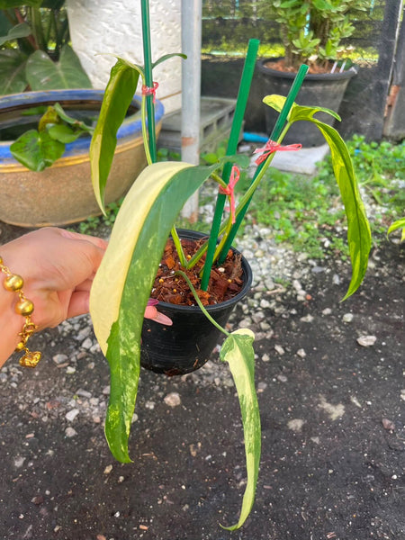 philodendron holtonianum variegated (Thailand) unacclimated