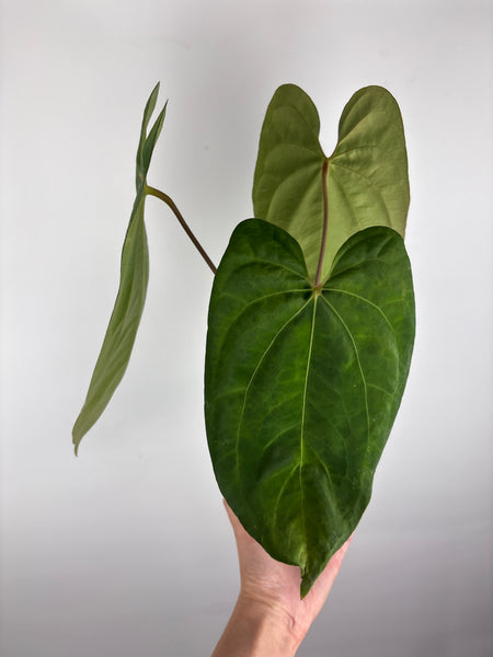 Anthurium Dark Pheonix  x papillilaminum